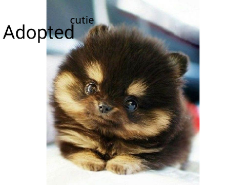 adopt a pomeranian