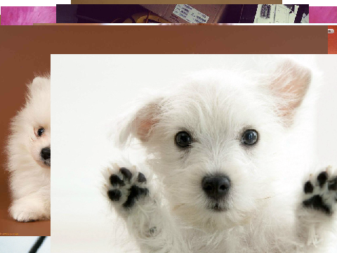 puppys OMG i love puppys
