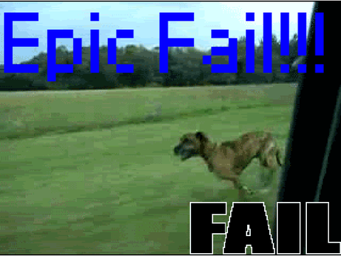 Funny Dog Gif