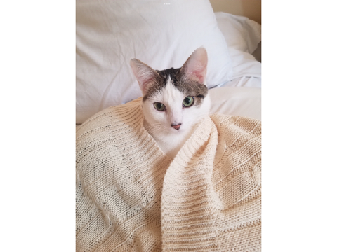 My cat