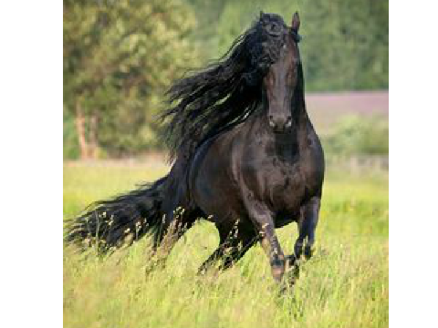 horse pics 