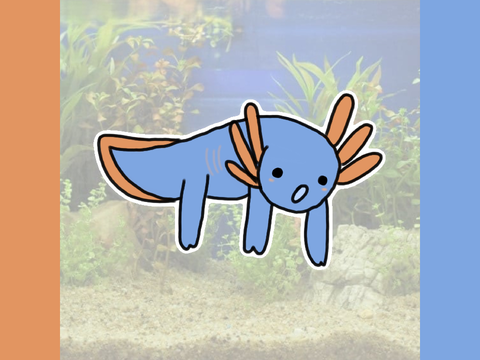 axolotl drawing! :]