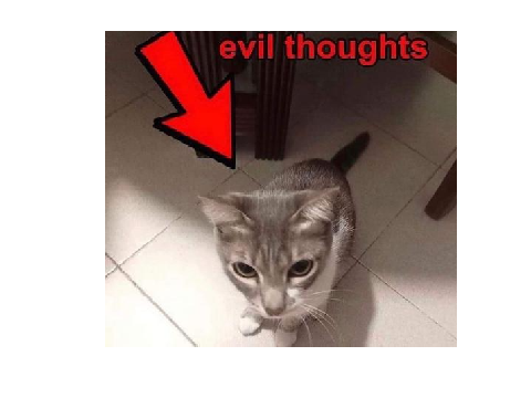 WDTAB Results + cat meme