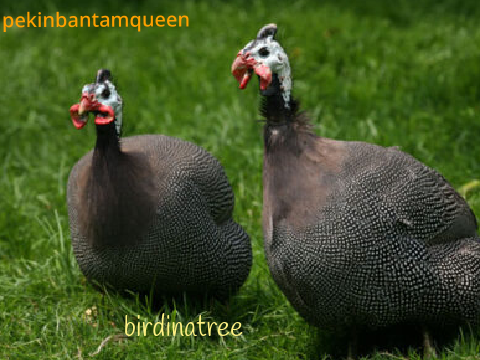 Sign if you think guinea fowl wattles are hilarious