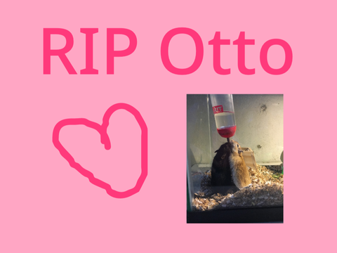 RIP otto (my gerbil)