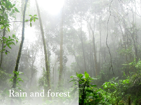 Rain and forest
