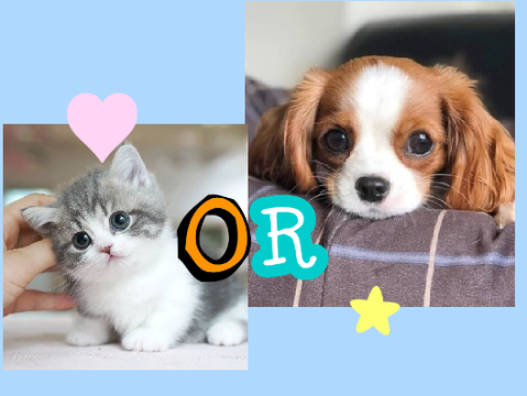 Cats OR Dogs