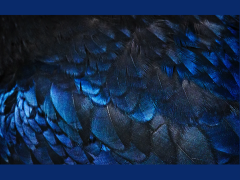 *ravenclaw*