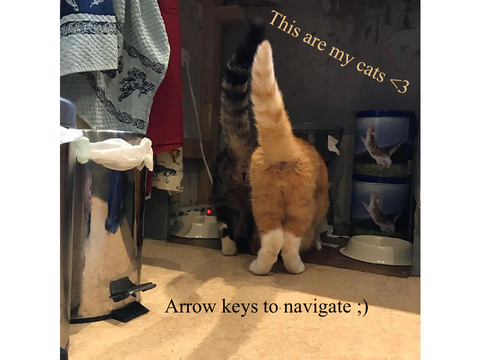 My cats as warriors <3