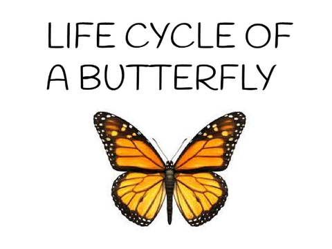 Life cycle of a butterfly