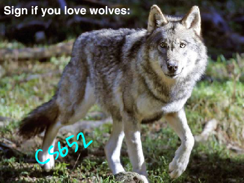 WOLVES!   WOLVES!   WOLVES!