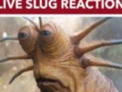 live slug reaction
