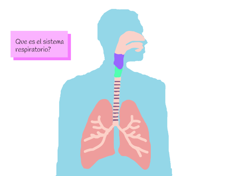 El sistema respiratorio