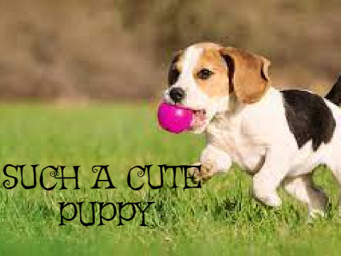WHAT A CUTE PUPPY