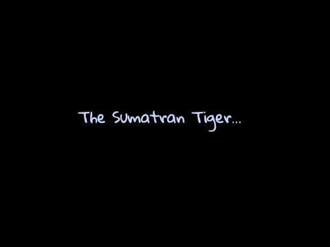 Sumatran Tiger Facts Version 2