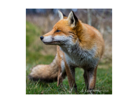 RANDOM FOX REEEEE