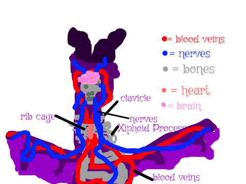  Diagram of a Dragon Body- Science Assignment