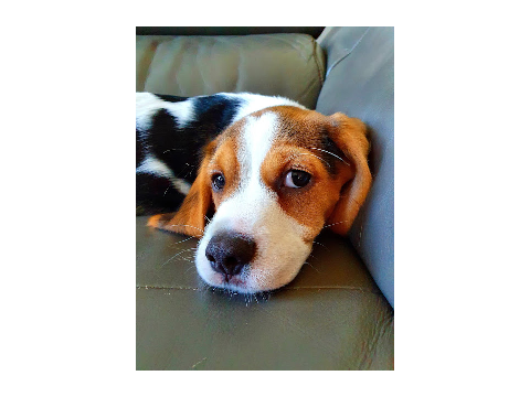 my dog