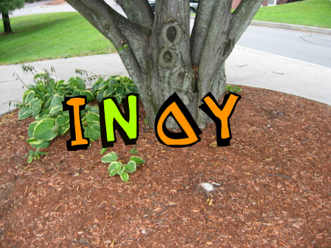 for Indy