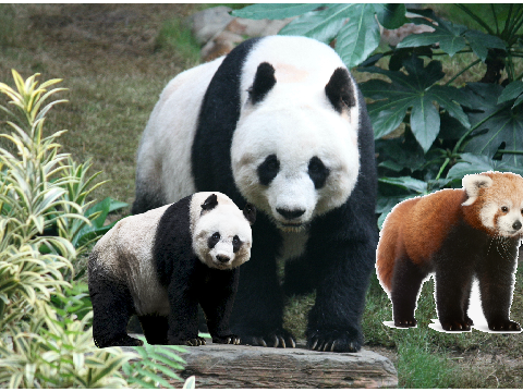 PANDA