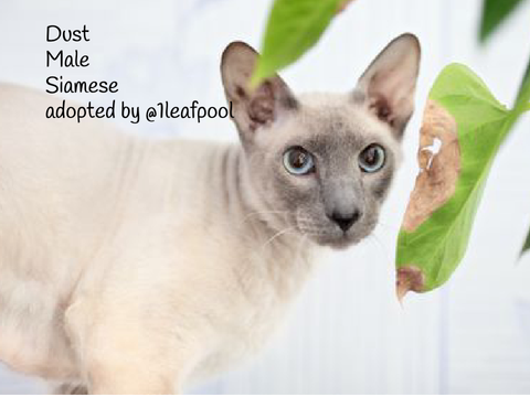 Adopt-A-Cat