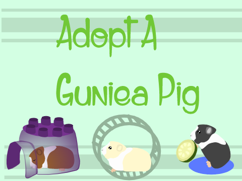 Adopt a Guinea Pig!