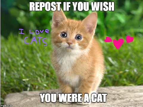 Repost if you wish you were a cat II remix