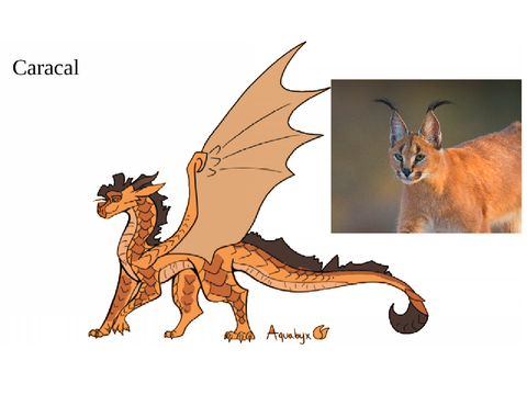 Caracal Ref