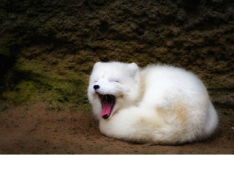 A Random Collection of Fluffy Animals!