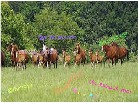 Remixe et signes si tu aimes les chevaux remix remix