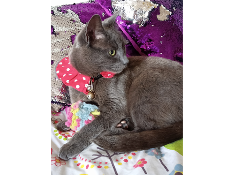 My cats