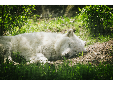 offline sleeping 