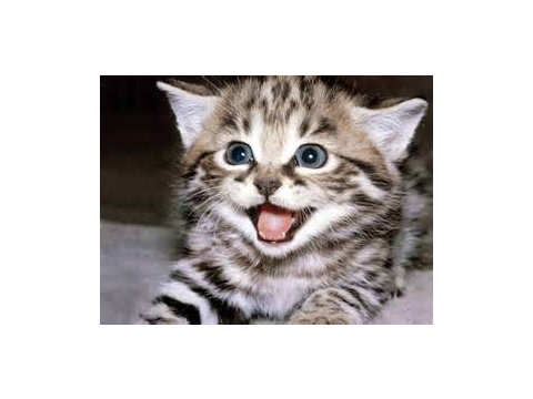 cute cat!