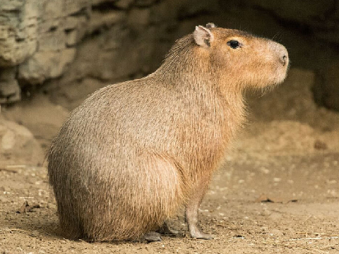hiatus, now enjoy this cute capybara