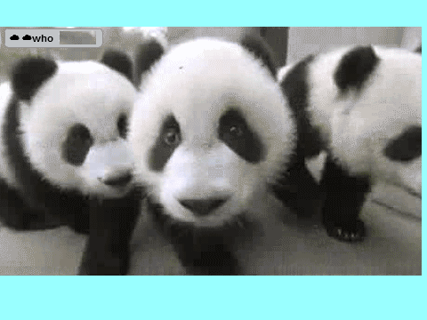 Three Panda Cubs