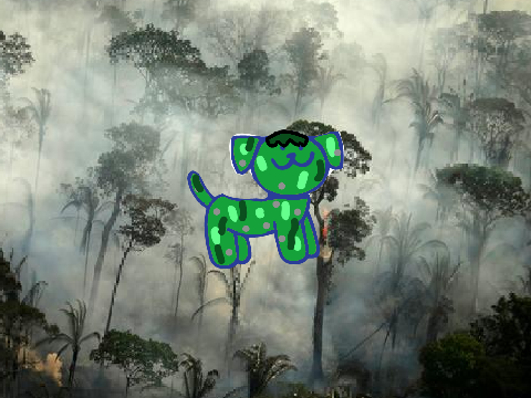 Rainforests are dying
