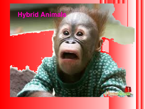 Hybrid Animals by ME
