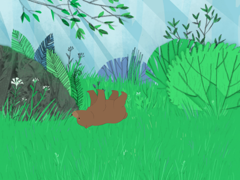 Bear walks