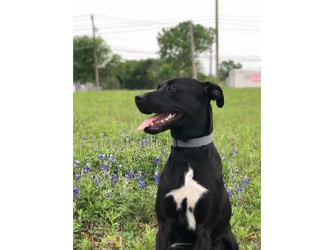 Here's A Updated Picture Of My Dog!