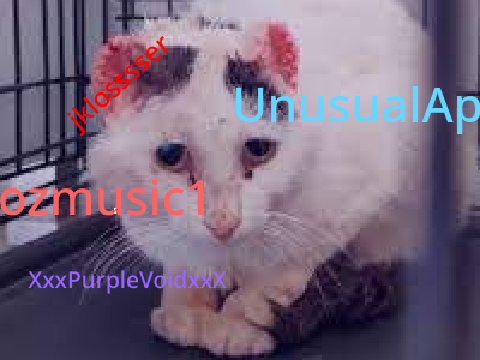 Sign Your Name to Save This Cat remix remix remix