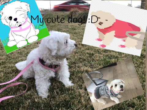 My cute dog collage! :D