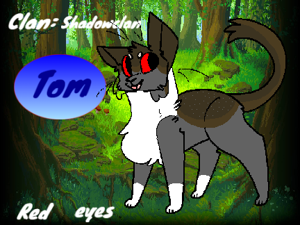(~)Warrior cats Generator(~) 