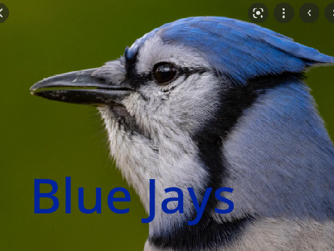 Blue Jays - Facts