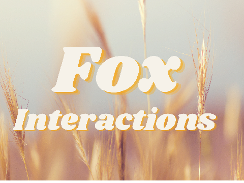 Fox Interactions!