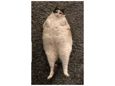 Funny cat XD