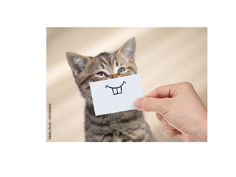 Funny cat XD (2)