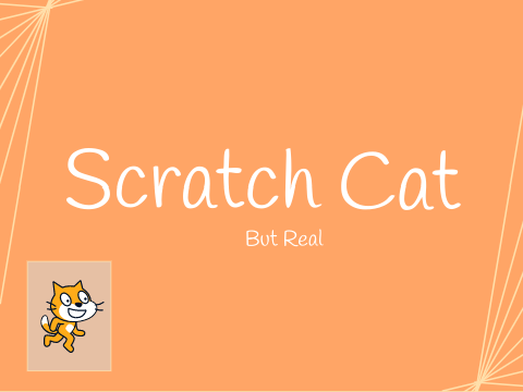 Scratch Cat In Real LIfe
