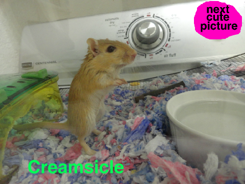my cute, adorable, GERBILS!!!!!!!!!!!!!!!!!!!!!!!!!!!!!!!!!!!!!!!!!!!