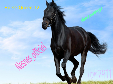 Signe si tu adores les chevaux