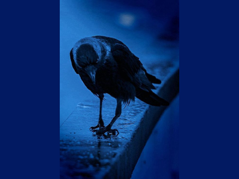 Raven